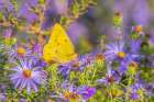 Orange Sulphur on Frikarts Aster-Marion County-Illinois Art Print